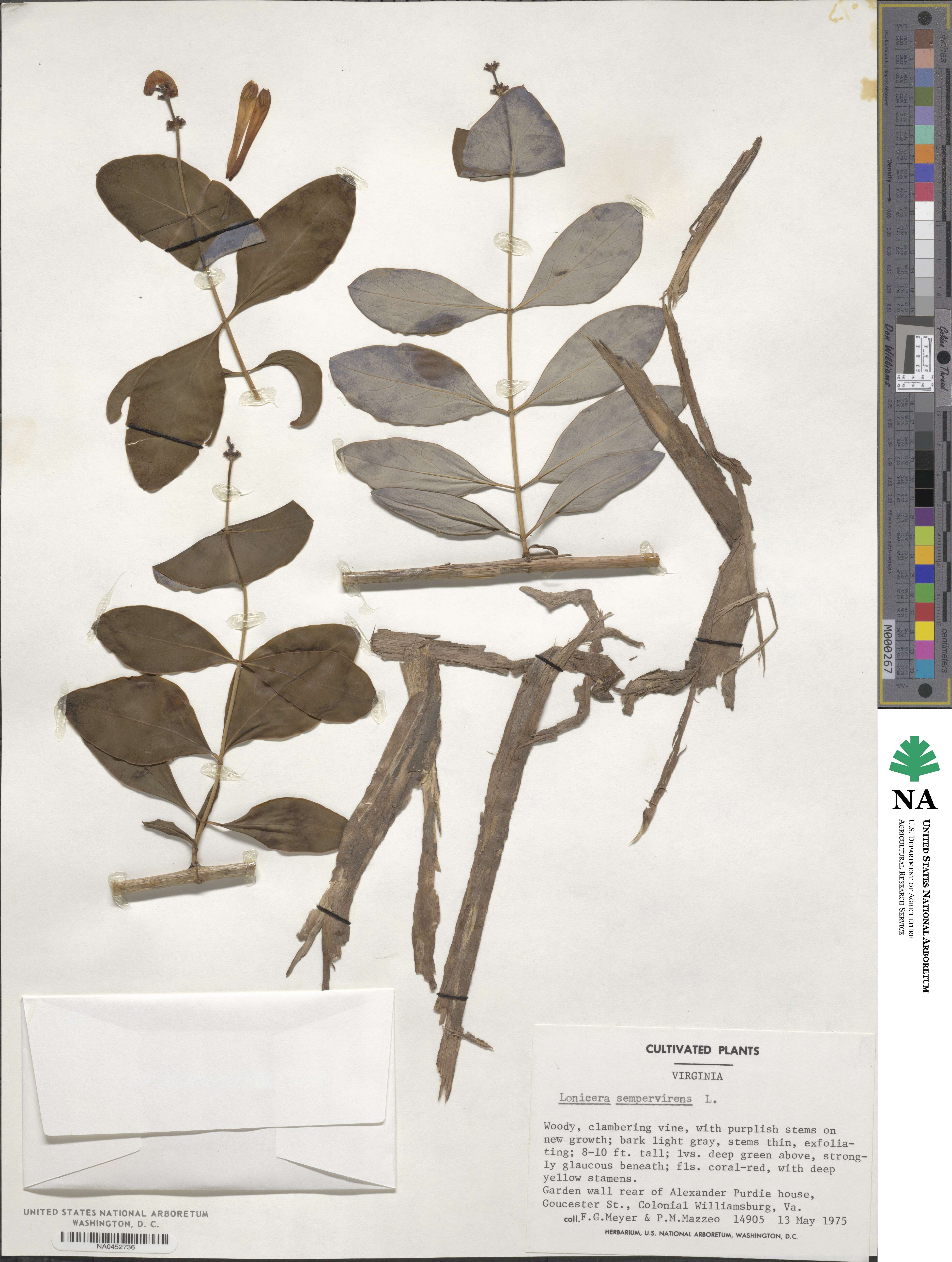 Lonicera sempervirens image