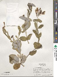 Lonicera sempervirens image