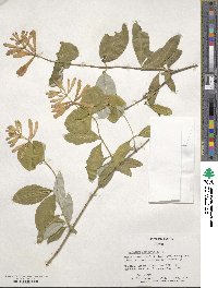 Lonicera sempervirens image