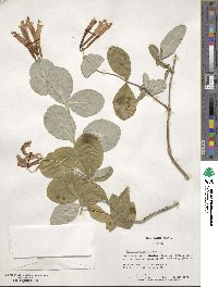 Lonicera sempervirens image