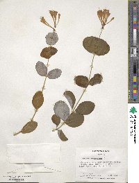 Lonicera sempervirens image