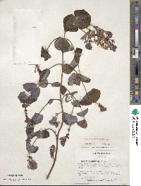 Lonicera sempervirens image