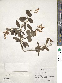 Lonicera sempervirens image