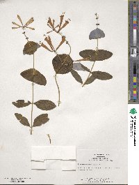 Lonicera sempervirens image