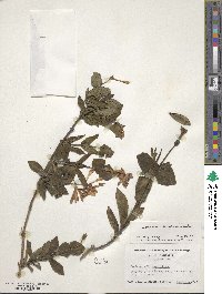 Lonicera sempervirens image