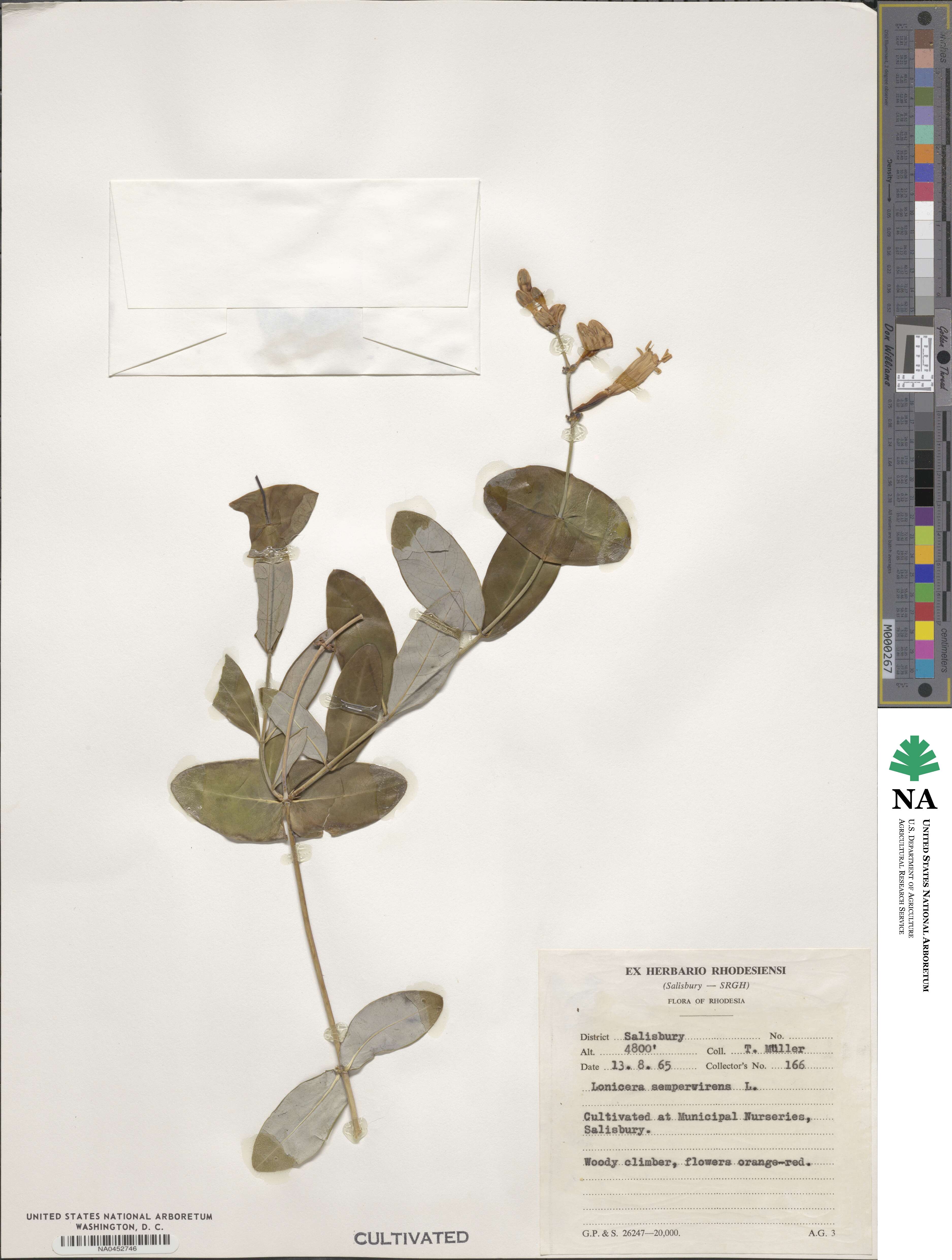 Lonicera sempervirens image