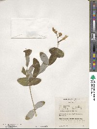 Lonicera sempervirens image