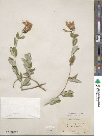 Lonicera sempervirens image