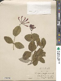 Lonicera sempervirens image