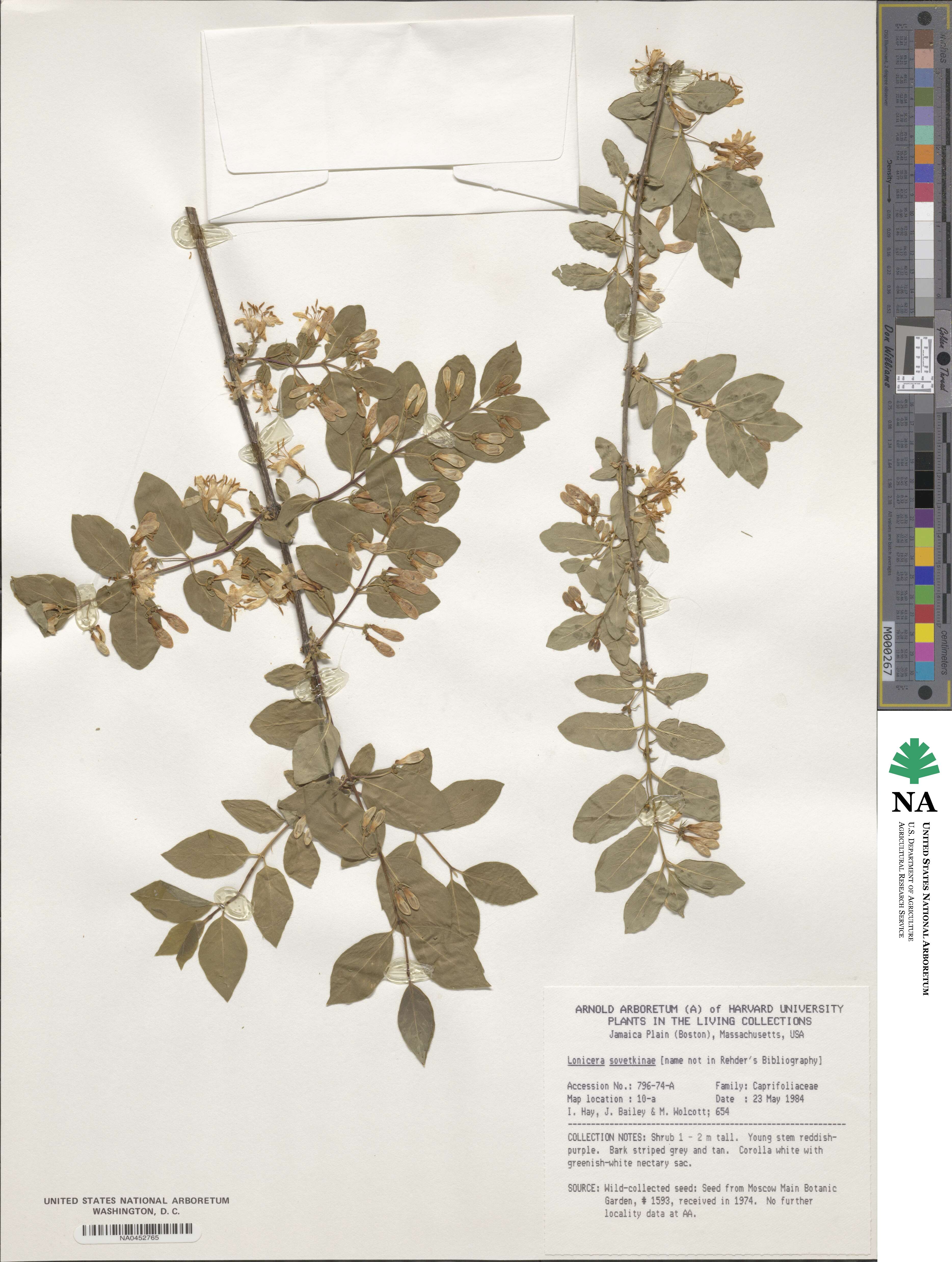 Lonicera sovetkinae image