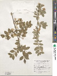 Lonicera sovetkinae image