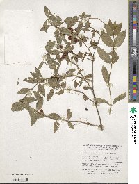 Lonicera sovetkinae image