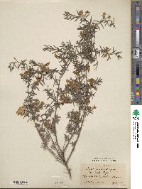 Lonicera spinosa image