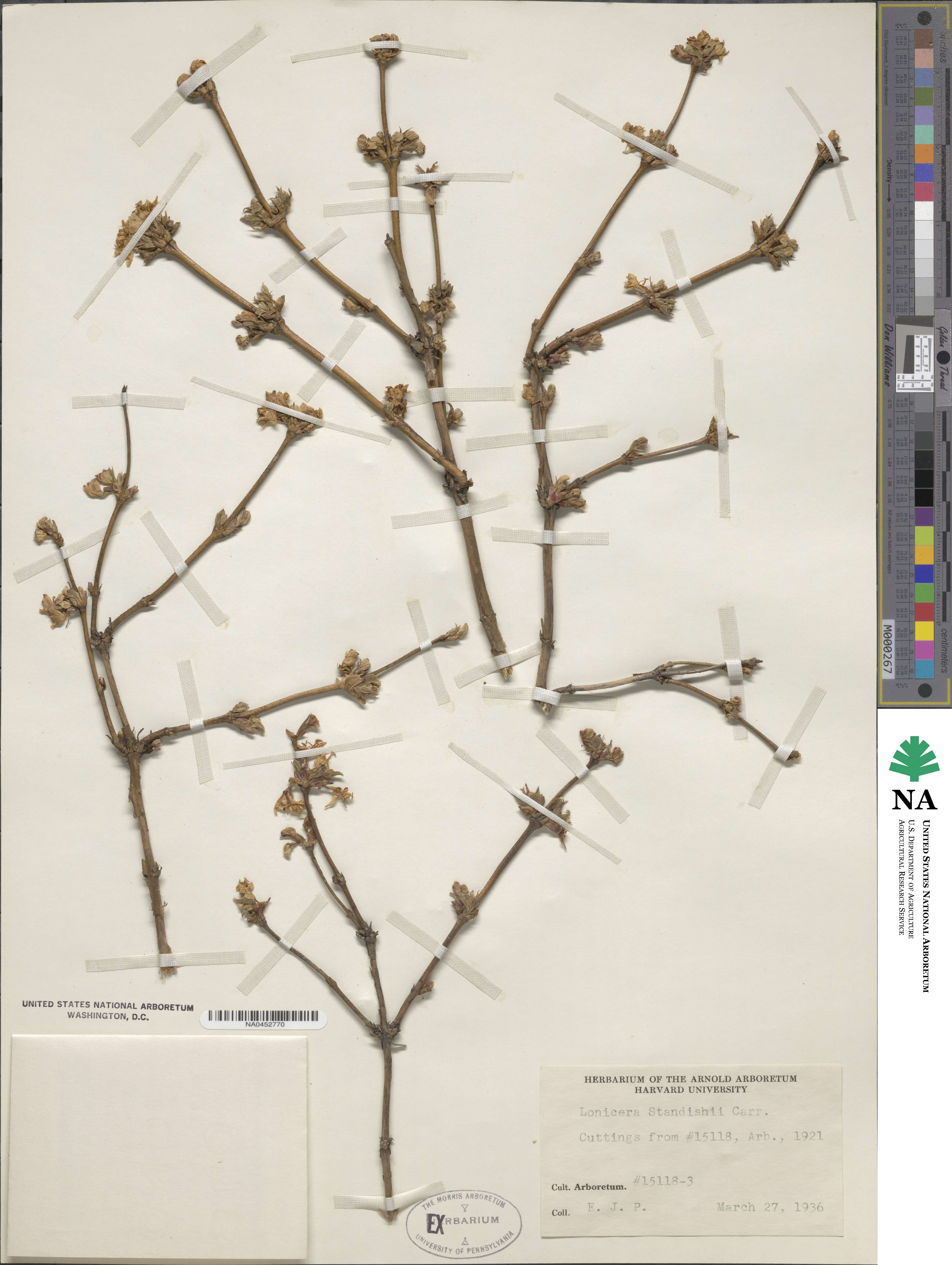 Lonicera fragrantissima subsp. standishii image