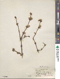 Lonicera fragrantissima image