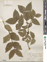 Lonicera fragrantissima subsp. standishii image