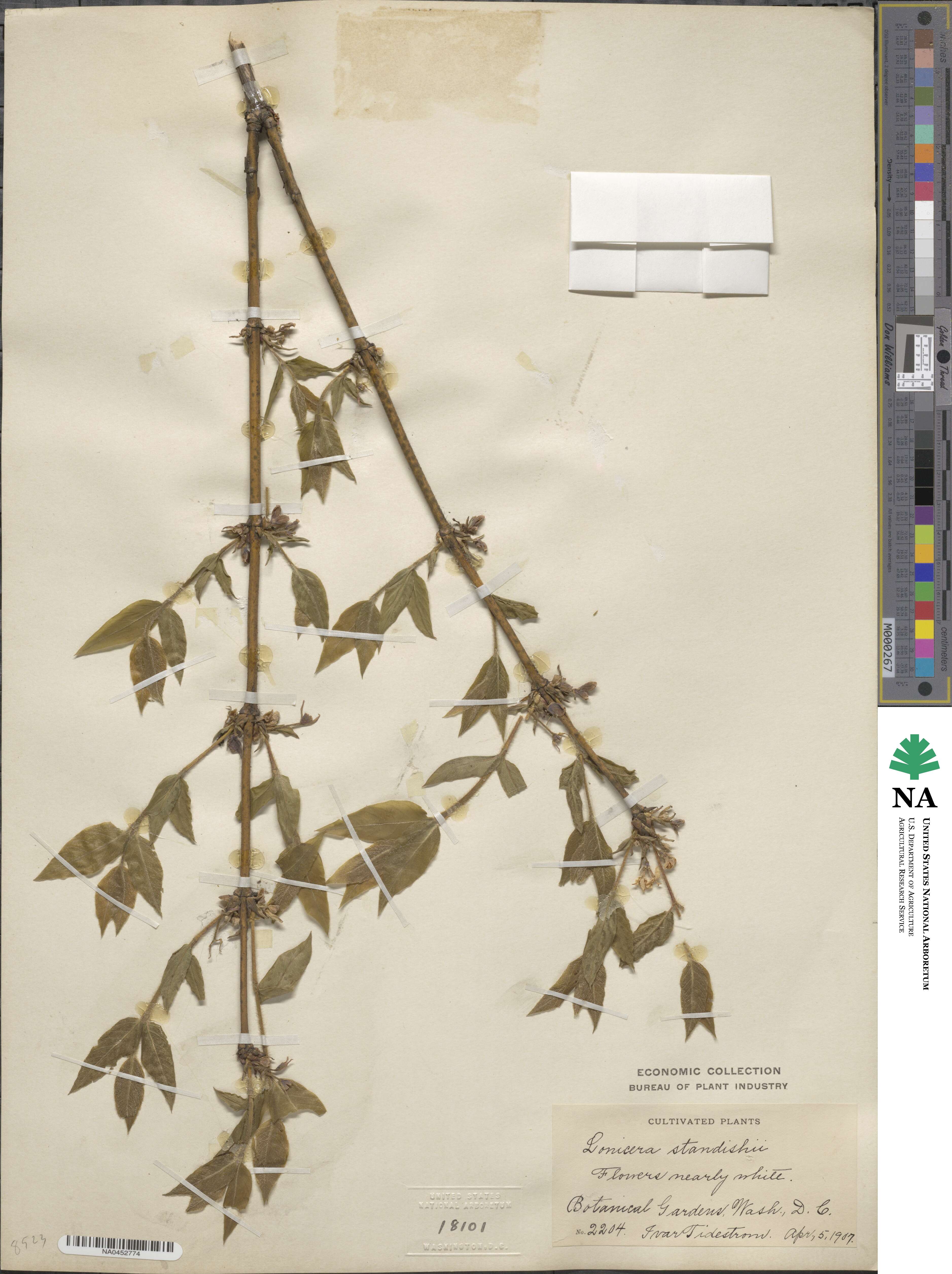 Lonicera fragrantissima image