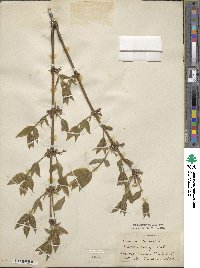 Lonicera fragrantissima subsp. standishii image