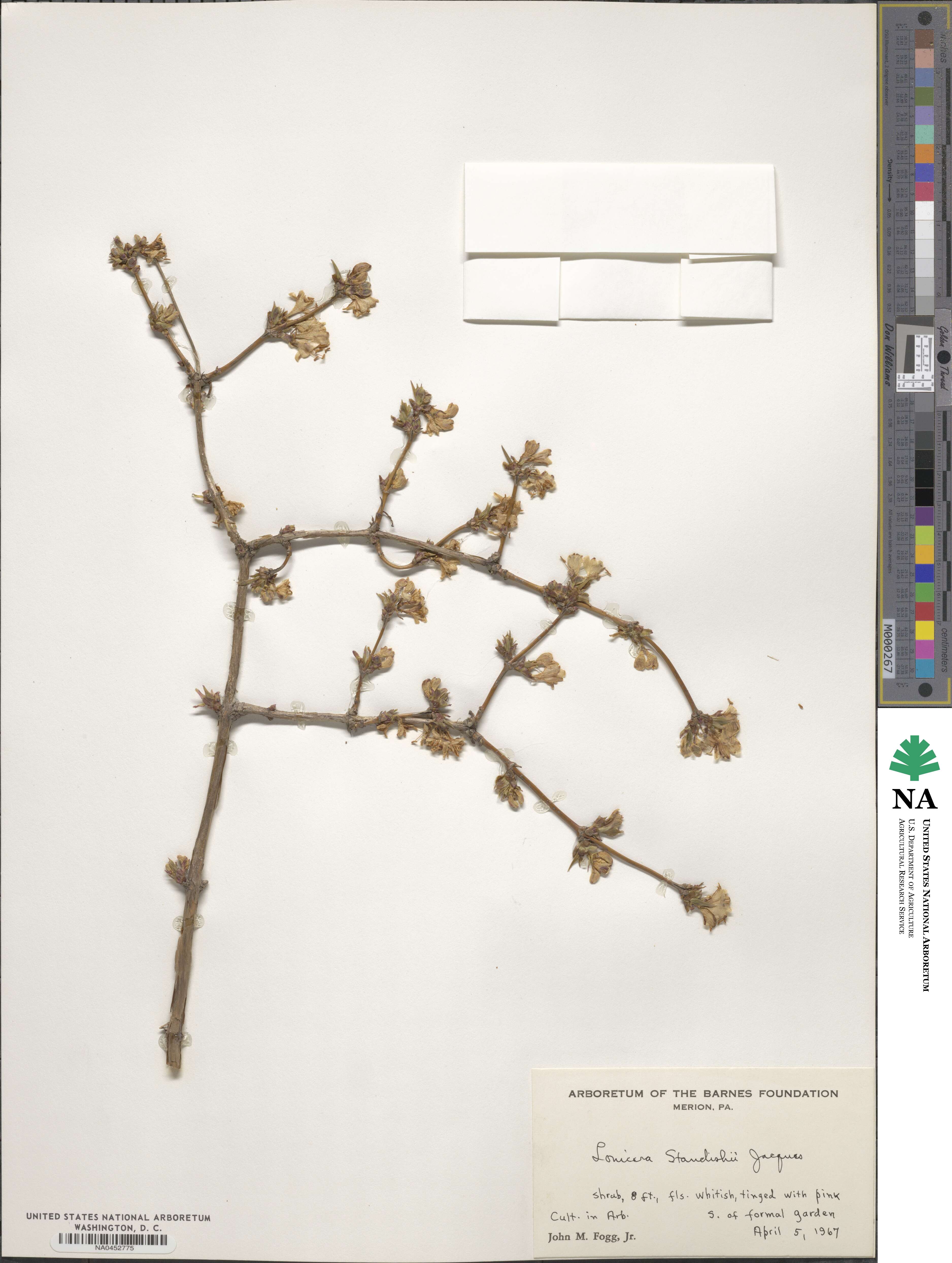 Lonicera fragrantissima subsp. standishii image