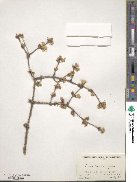 Lonicera fragrantissima image