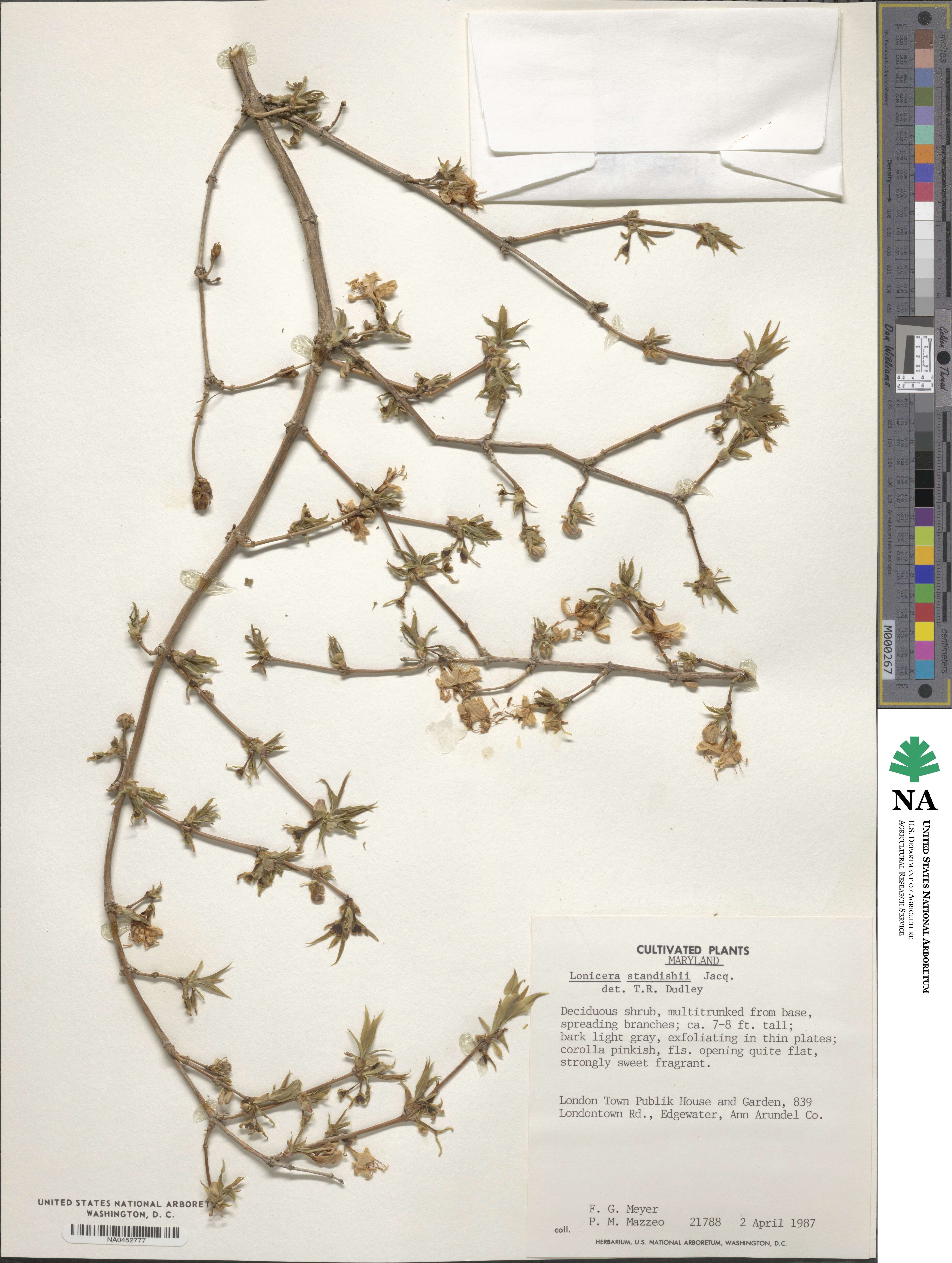 Lonicera fragrantissima subsp. standishii image