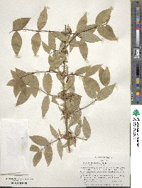 Lonicera fragrantissima subsp. standishii image