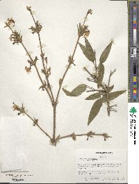 Lonicera fragrantissima subsp. standishii image