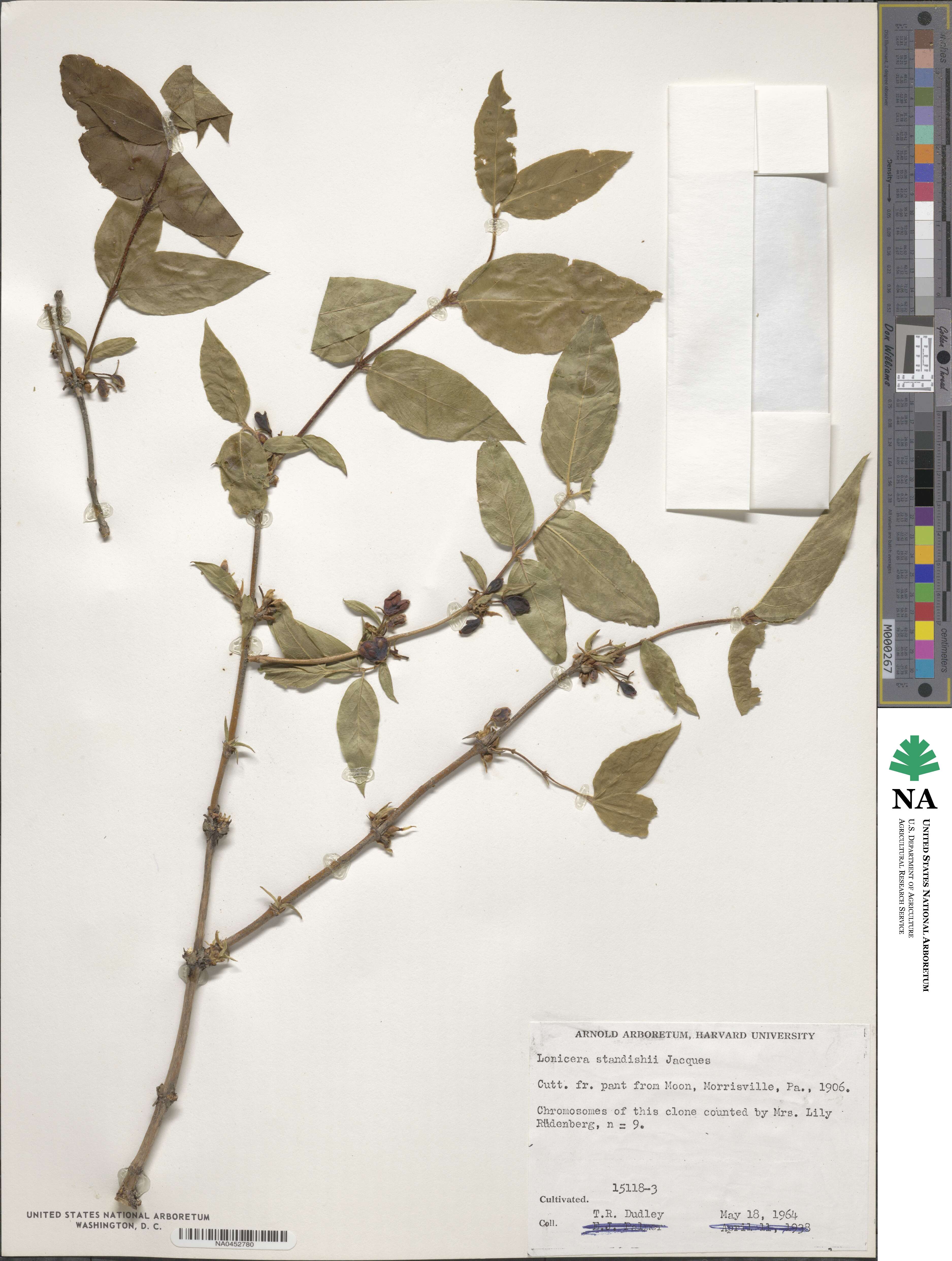 Lonicera fragrantissima image