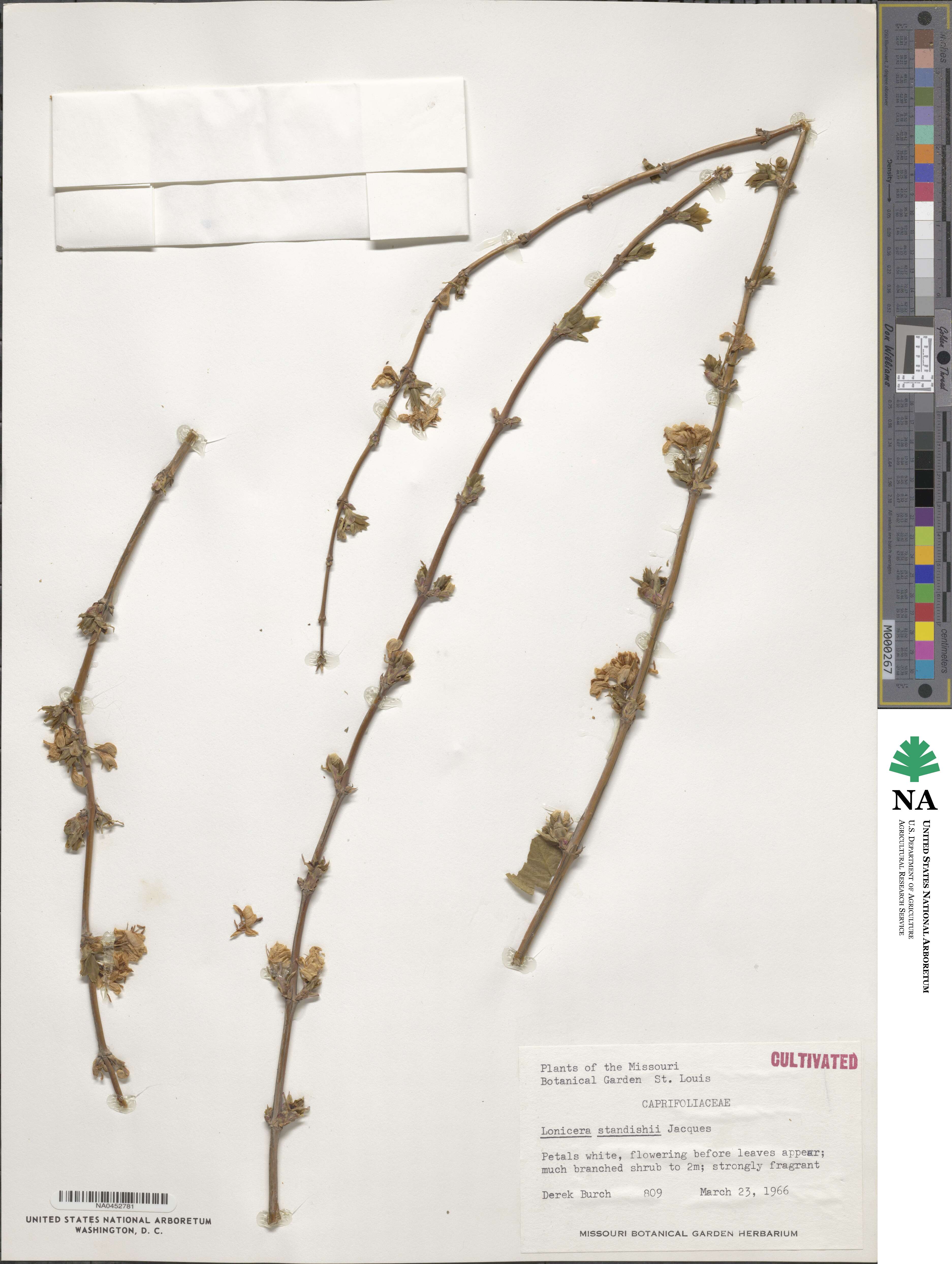 Lonicera fragrantissima subsp. standishii image