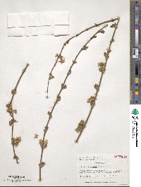 Lonicera fragrantissima subsp. standishii image