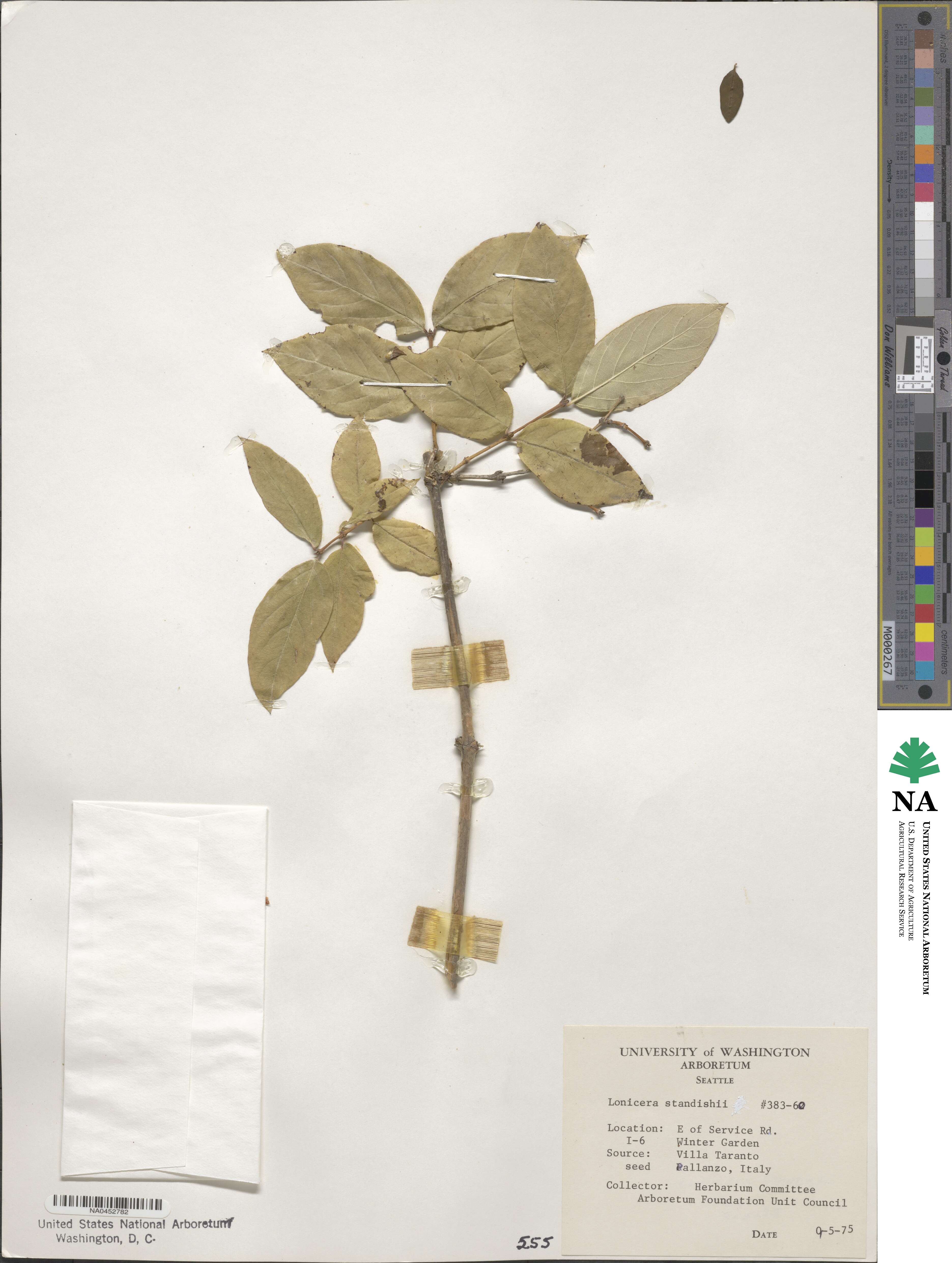 Lonicera fragrantissima subsp. standishii image