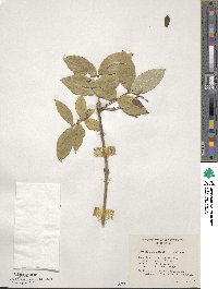 Lonicera fragrantissima subsp. standishii image