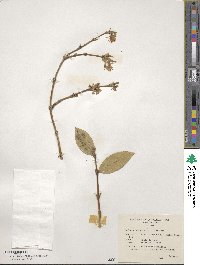 Lonicera fragrantissima image