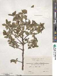 Lonicera caerulea image