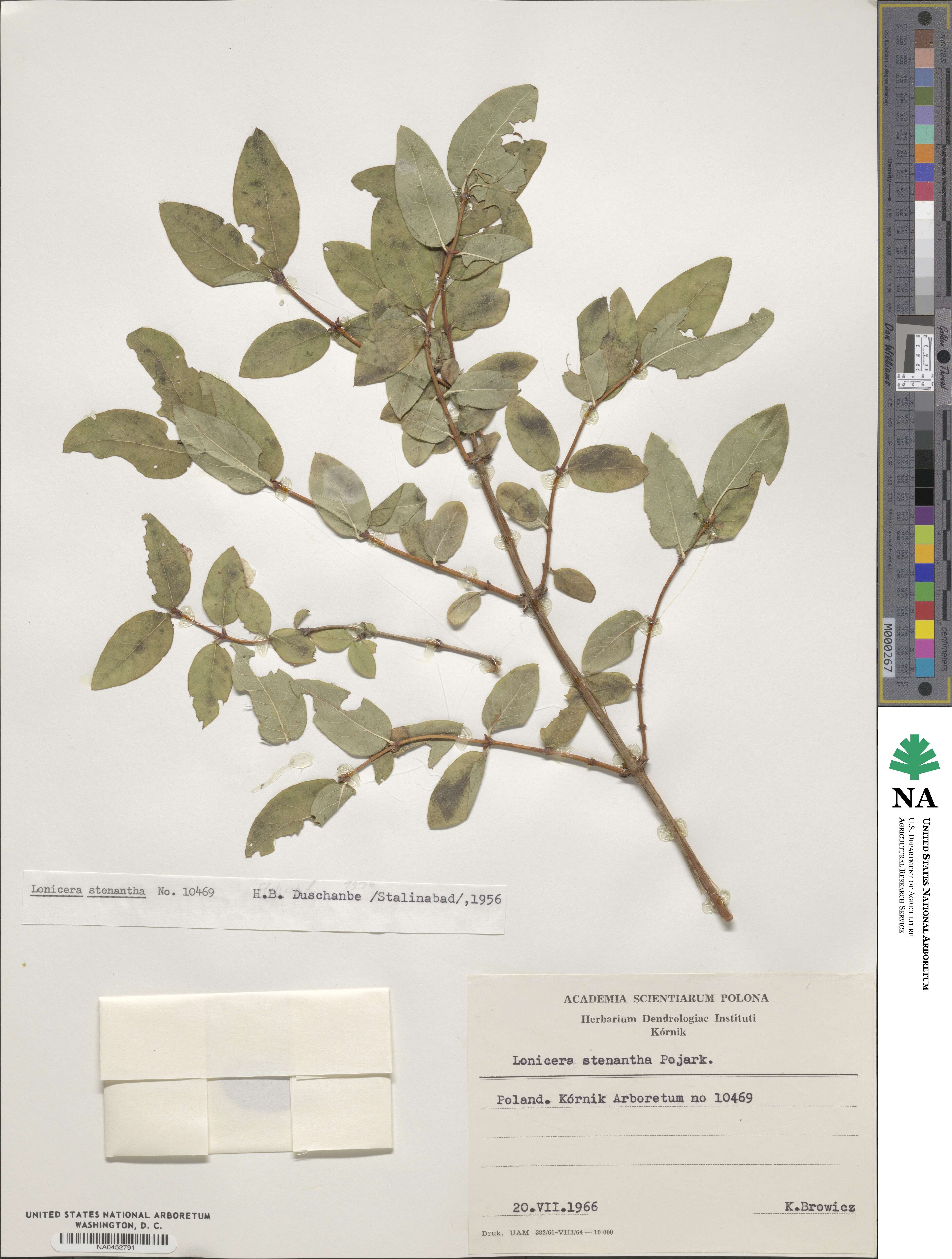 Lonicera caerulea subsp. stenantha image