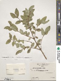 Lonicera caerulea subsp. stenantha image