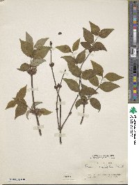 Lonicera strophiophora image