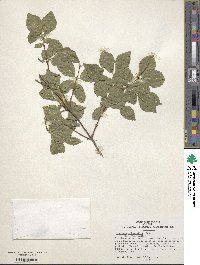 Lonicera subsessilis image