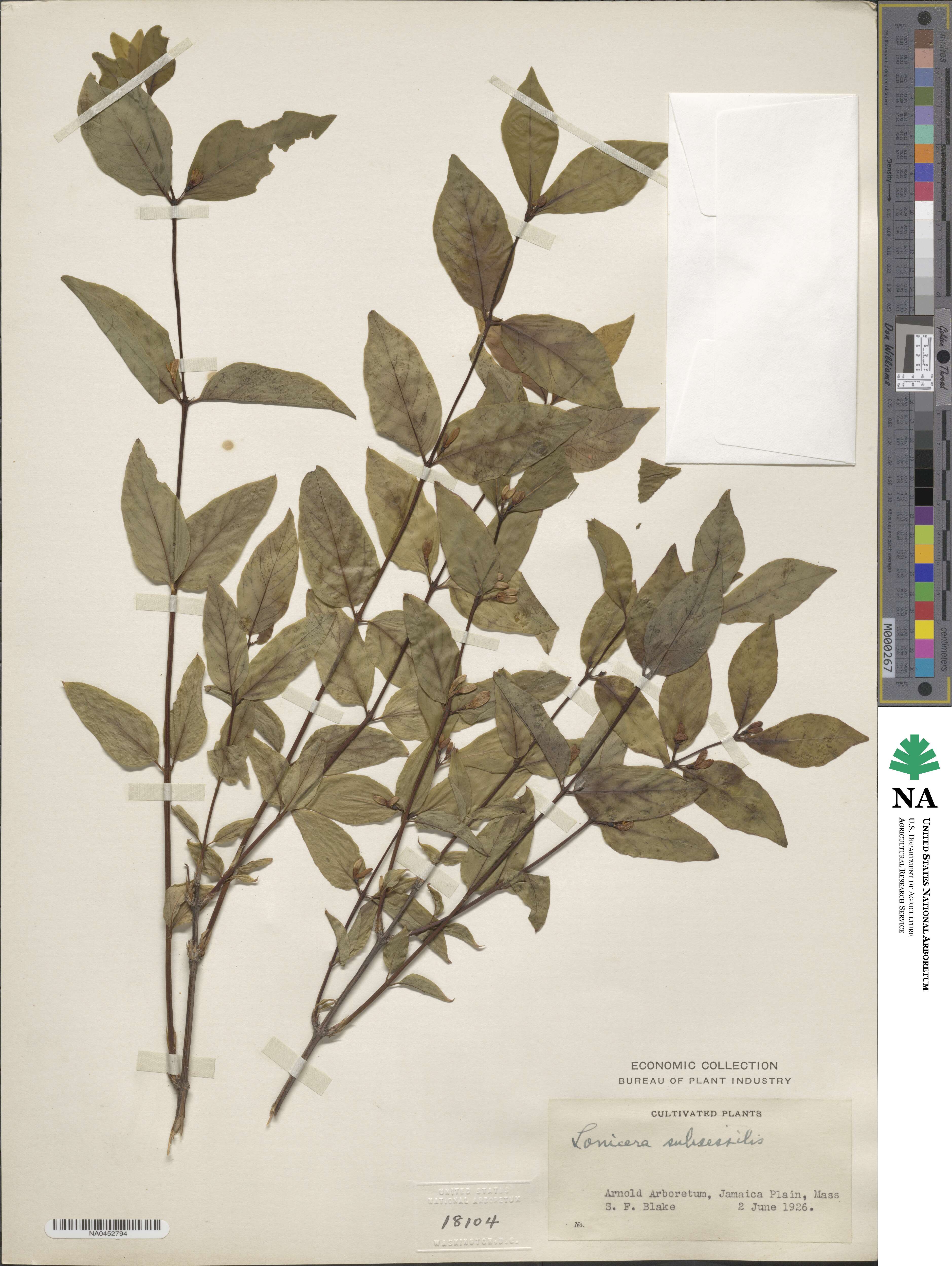 Lonicera subsessilis image