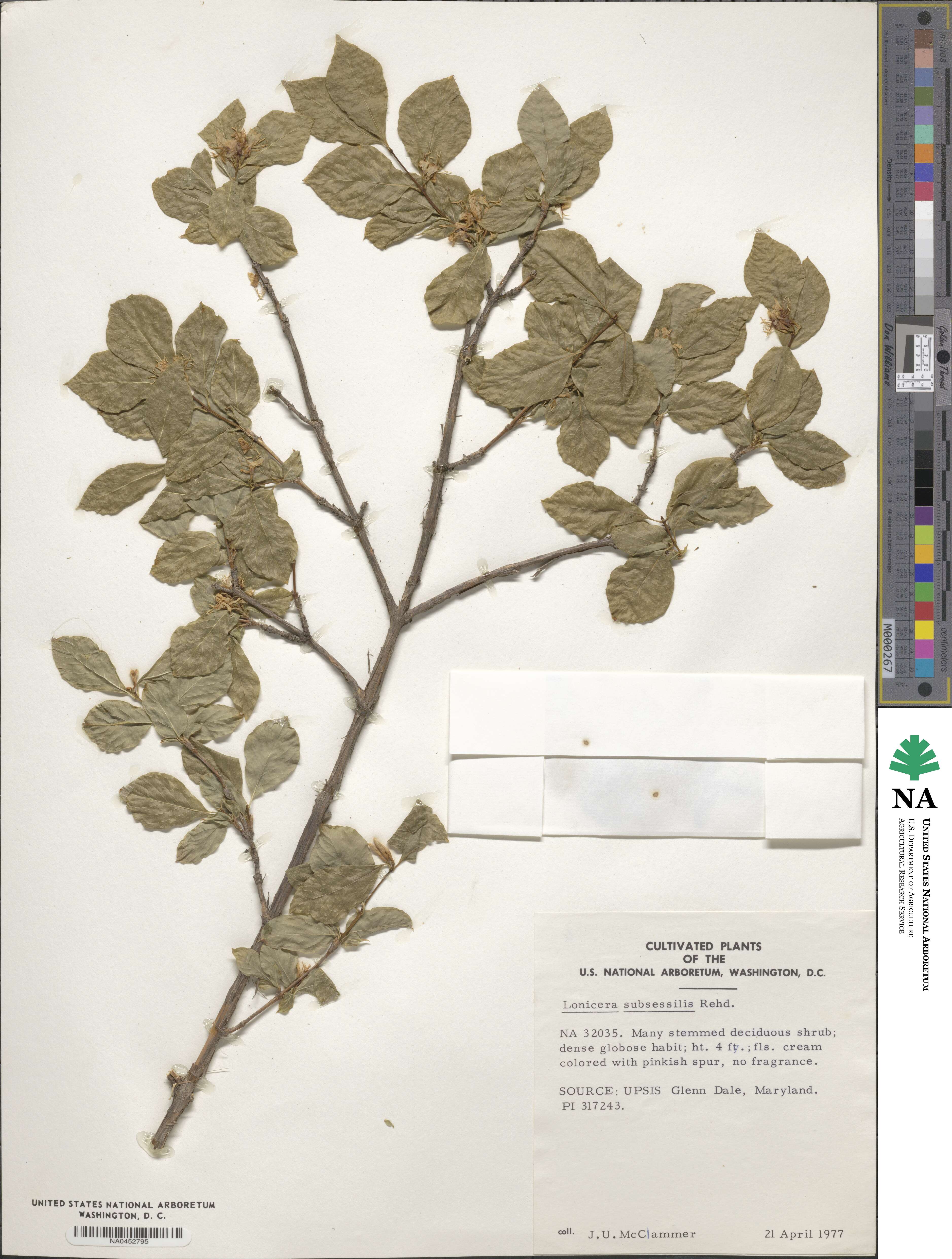 Lonicera subsessilis image