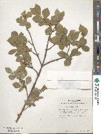 Lonicera subsessilis image