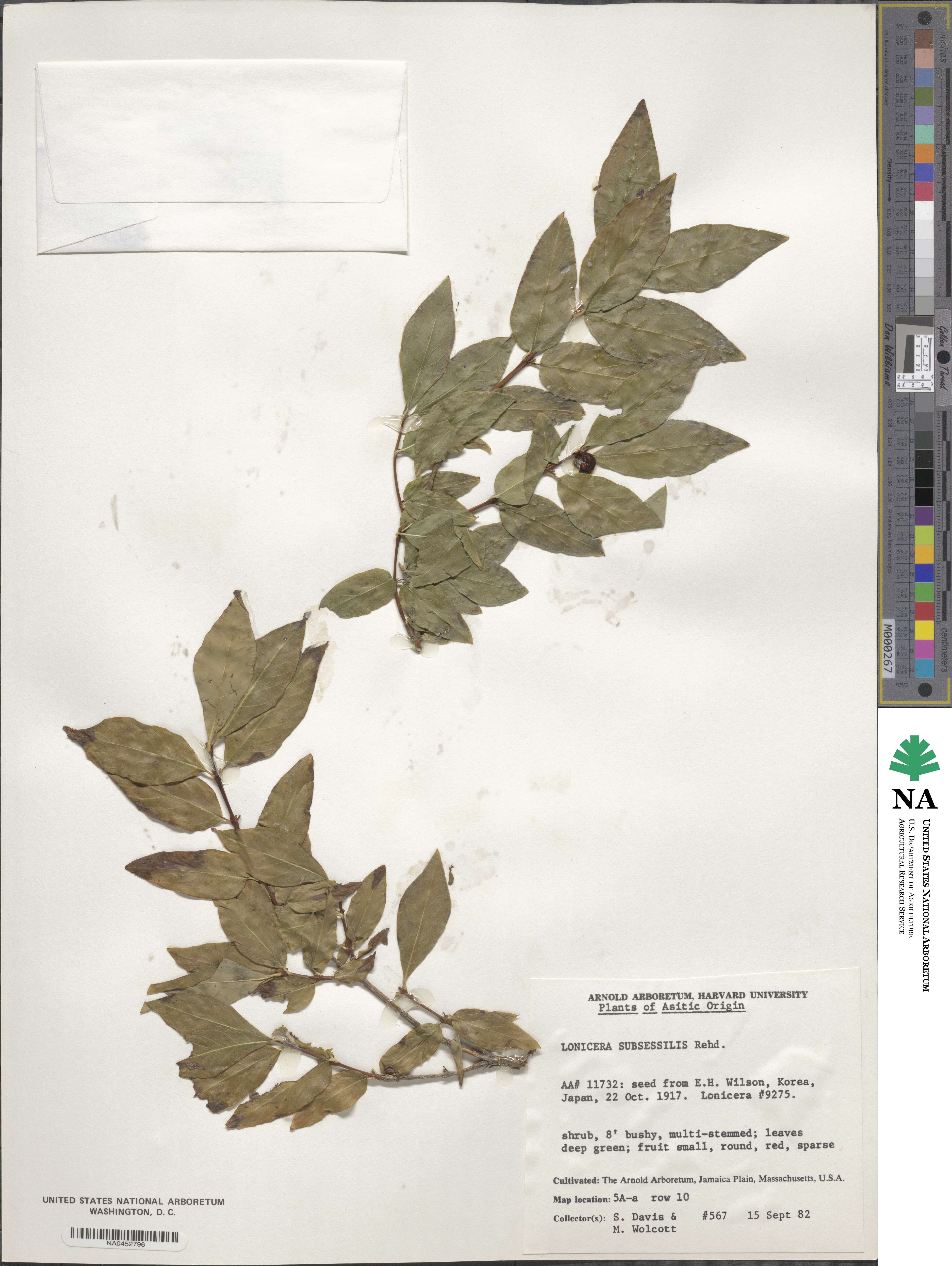 Lonicera subsessilis image