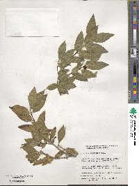 Lonicera subsessilis image