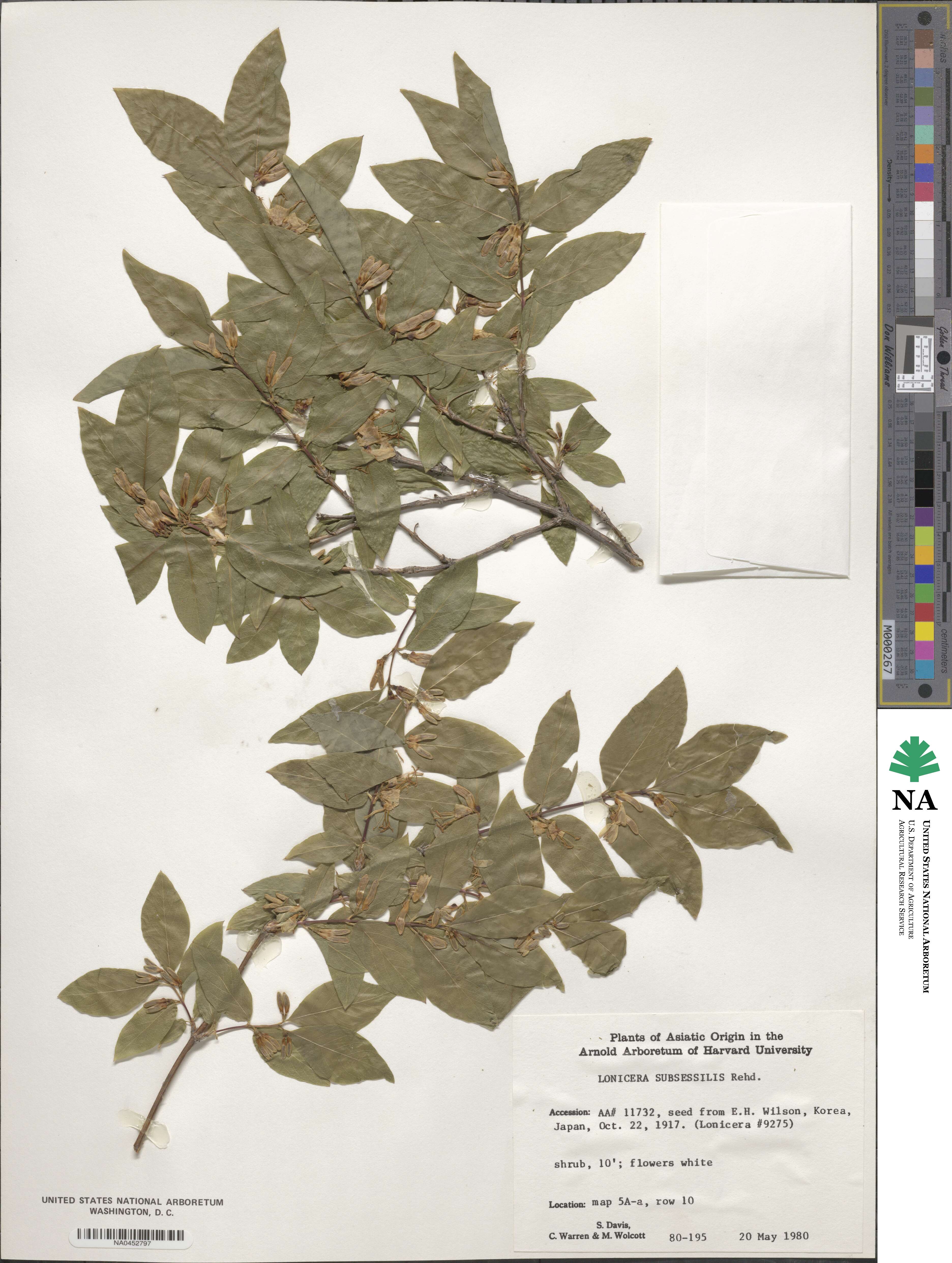 Lonicera subsessilis image