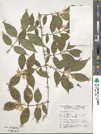 Lonicera subsessilis image