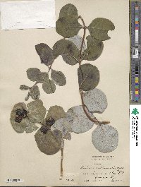 Lonicera reticulata image