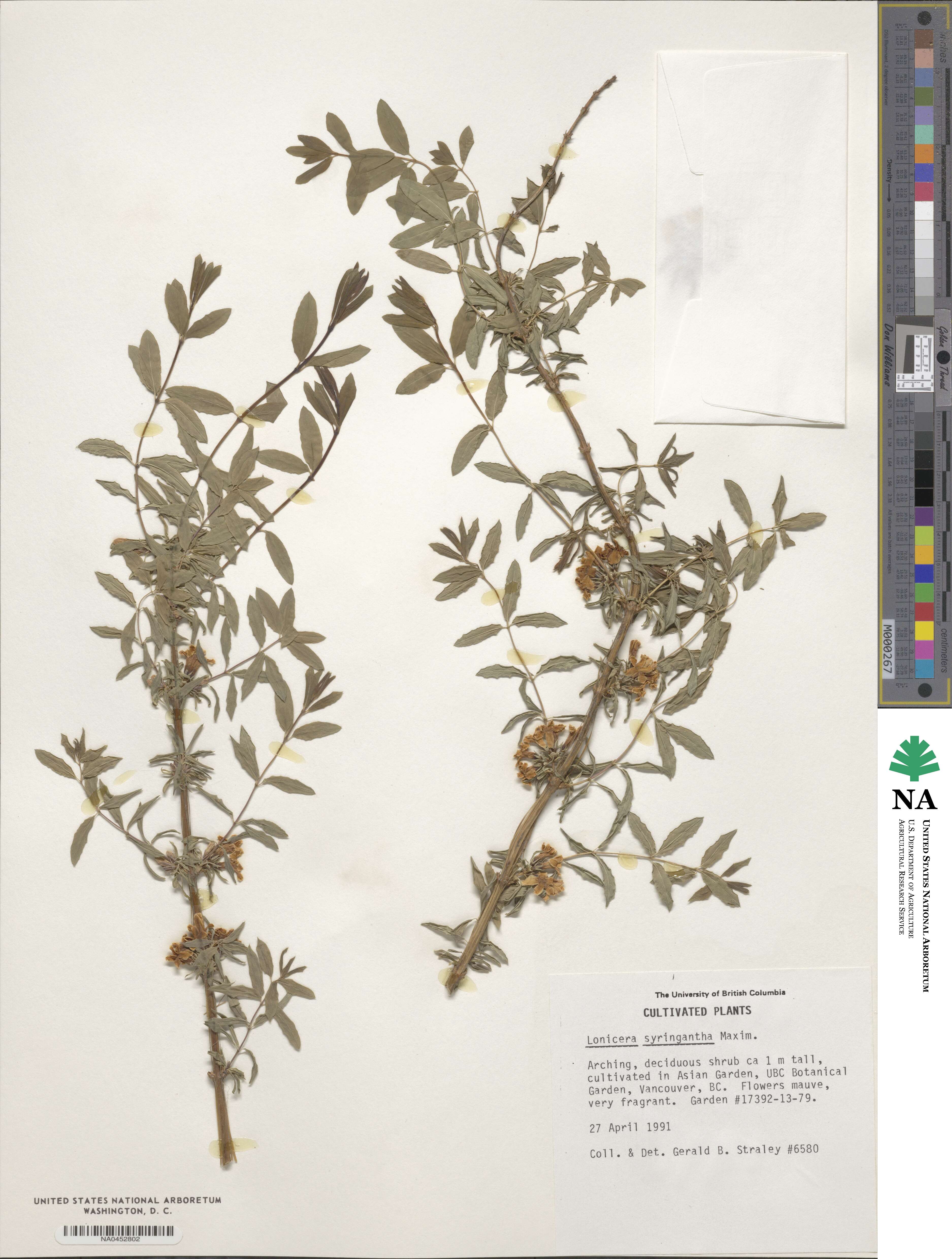 Lonicera rupicola image