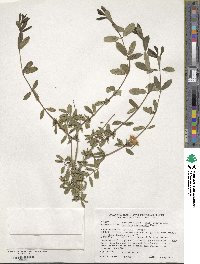 Lonicera rupicola var. syringantha image