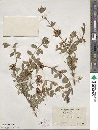 Lonicera rupicola image