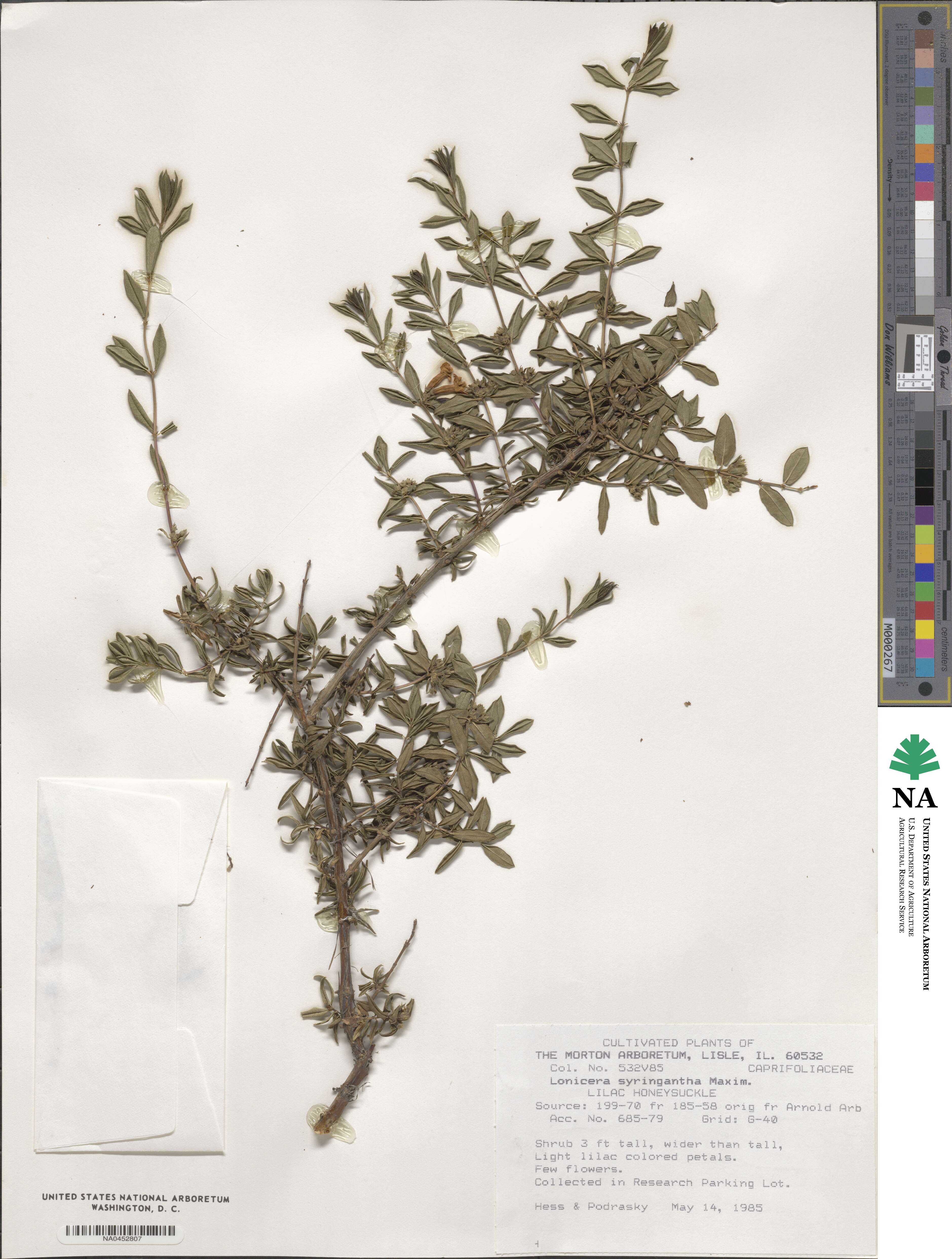 Lonicera rupicola image